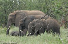 Afrikanischer Elefant (127 von 131).jpg